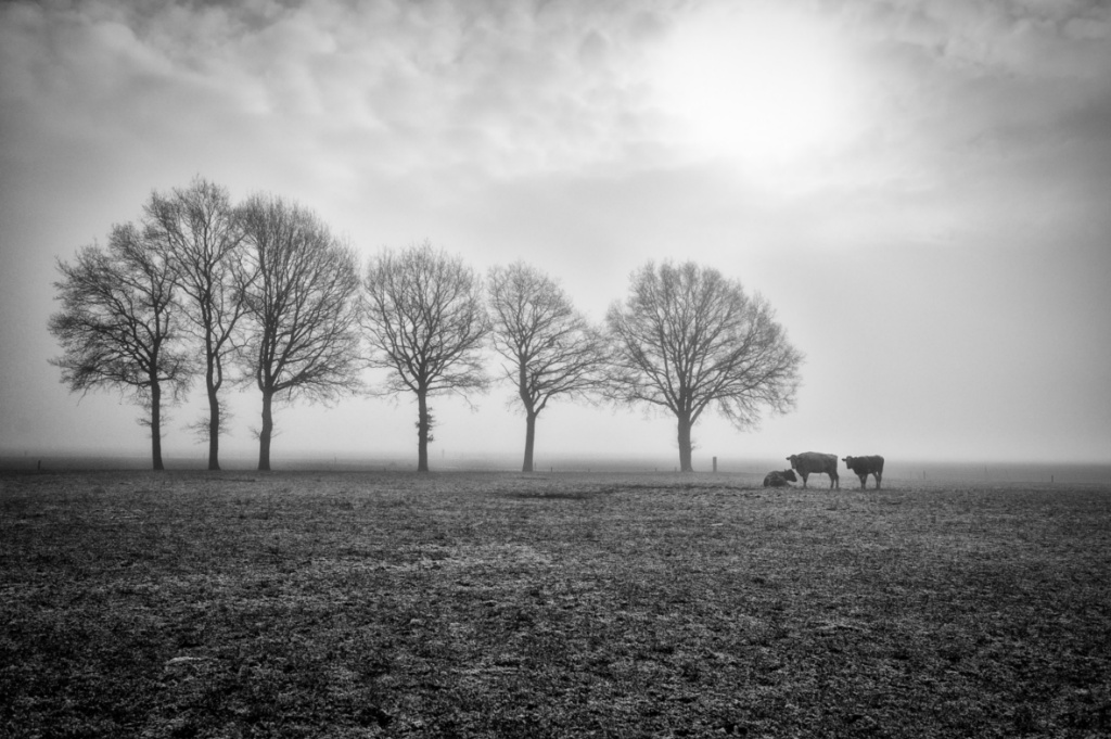Koe mist zw